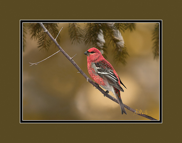 Pine Grosbeak